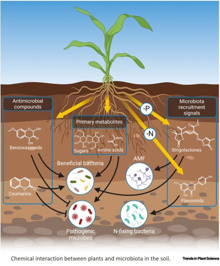 The chemical interaction between plants and the rhizosphere microbiome