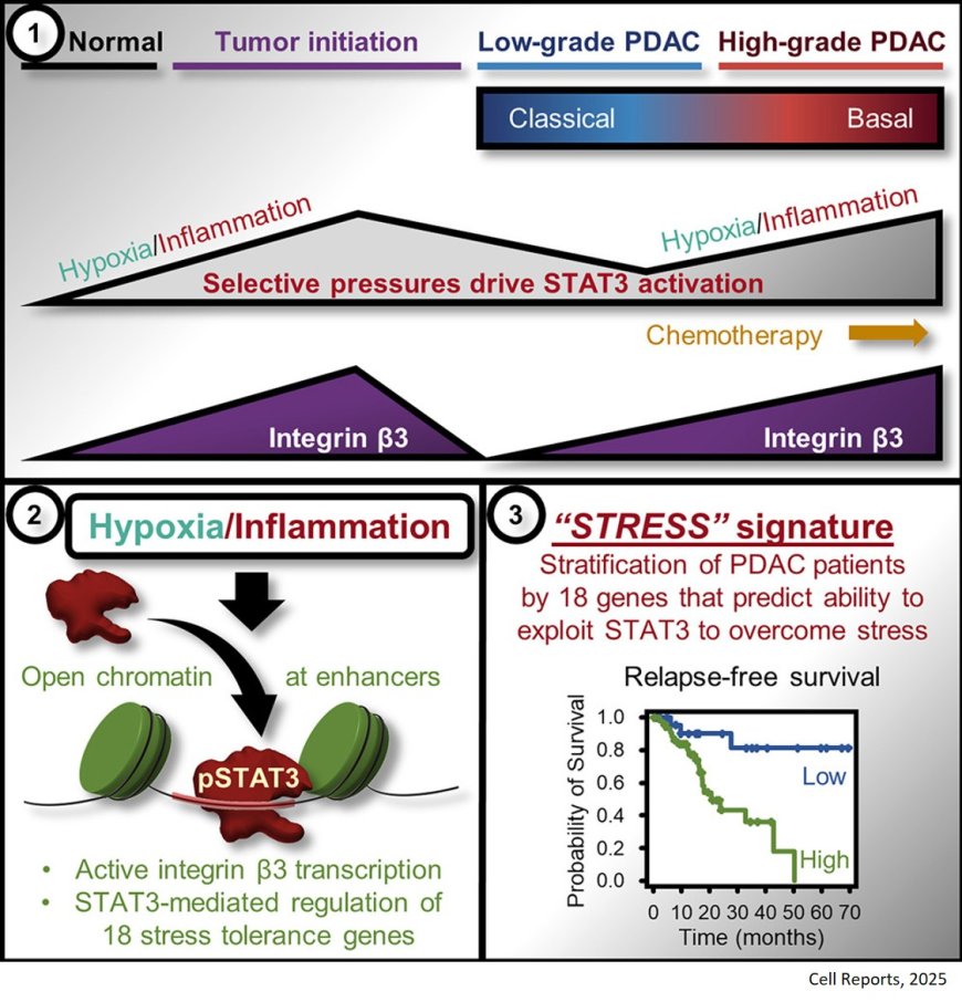A STAT3/integrin axis accelerates pancreatic cancer initiation and progression