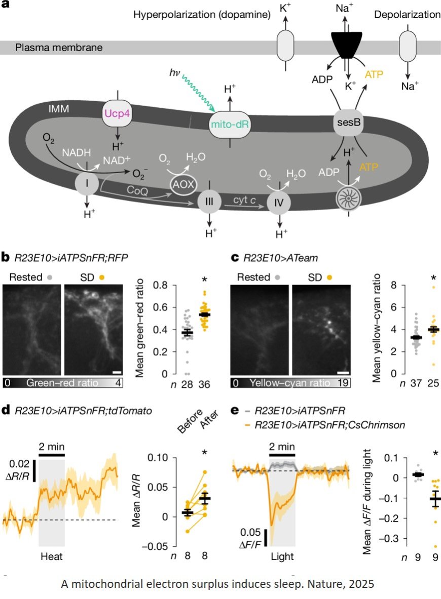 Mitochondrial origins of the pressure to sleep
