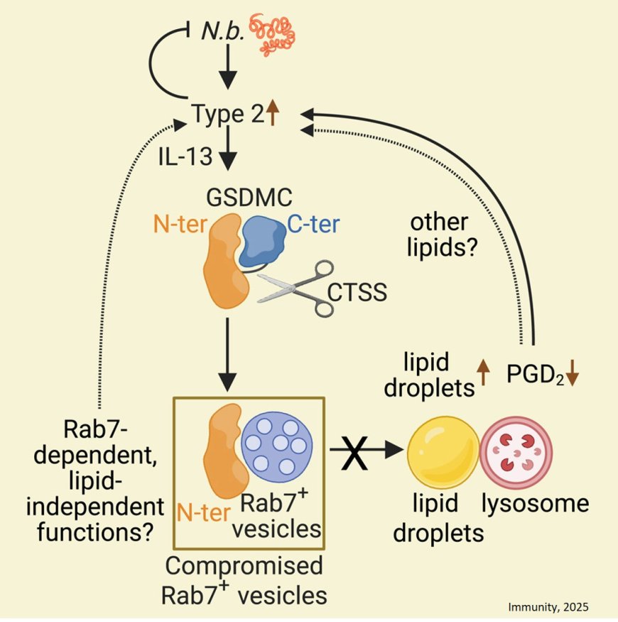 How the immune system fends off gut parasites
