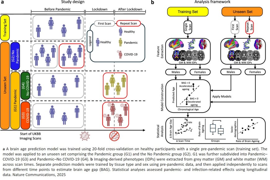 Accelerated brain ageing during the COVID- 19 pandemic