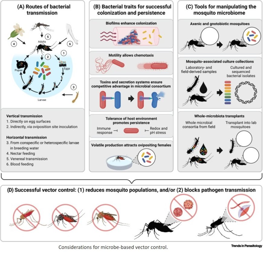 Leveraging microbial ecology for mosquito-borne disease control