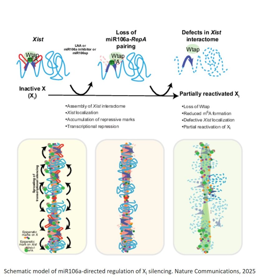 Targeting microRNA-dependent control of X chromosome inactivation improves the Rett Syndrome phenotype