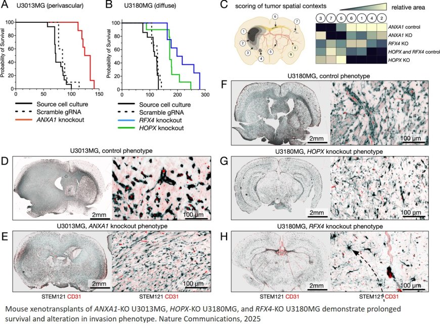 The invasion phenotypes of glioblastoma depend on plastic and reprogrammable cell states