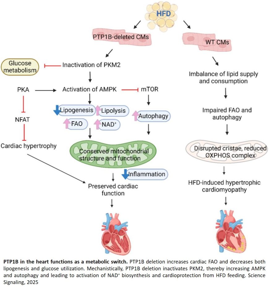 Deletion of PTP1B in cardiomyocytes alters cardiac metabolic signaling to protect against cardiomyopathy induced by a high-fat diet