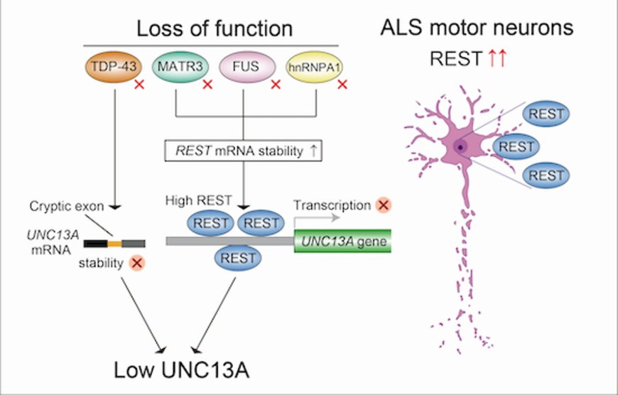 ALS-associated RNA-binding proteins promote UNC13A transcription through REST downregulation