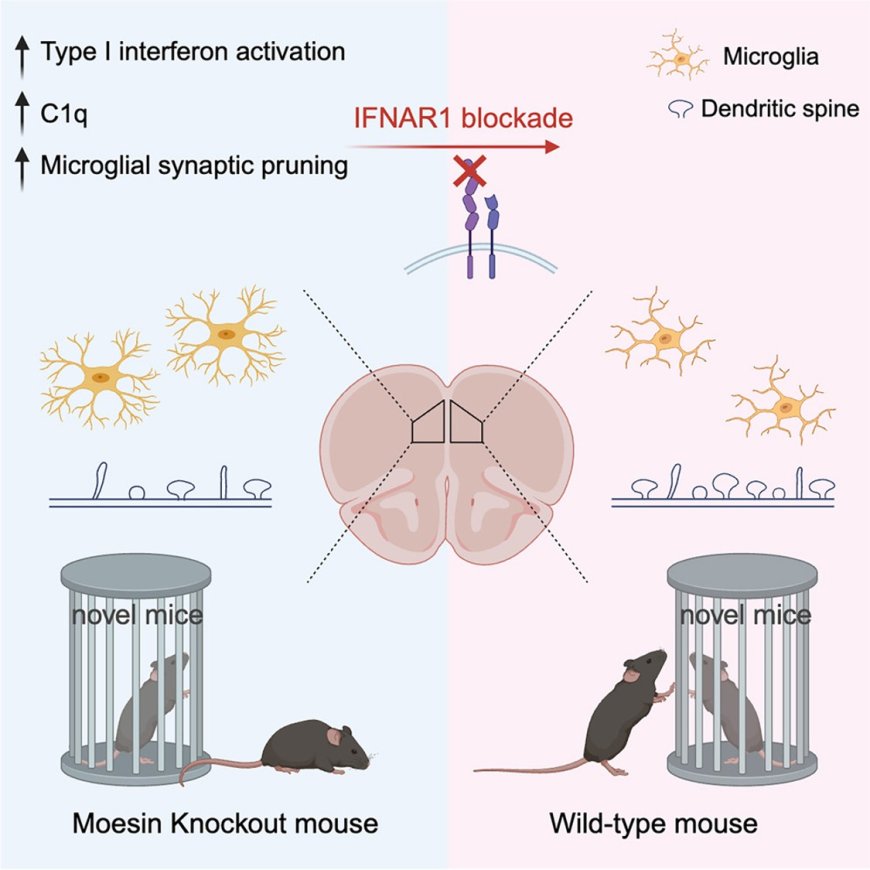 The knockout of Moesin leads to excess microglia- mediated synaptic pruning and impairs social novelty  in a mouse model