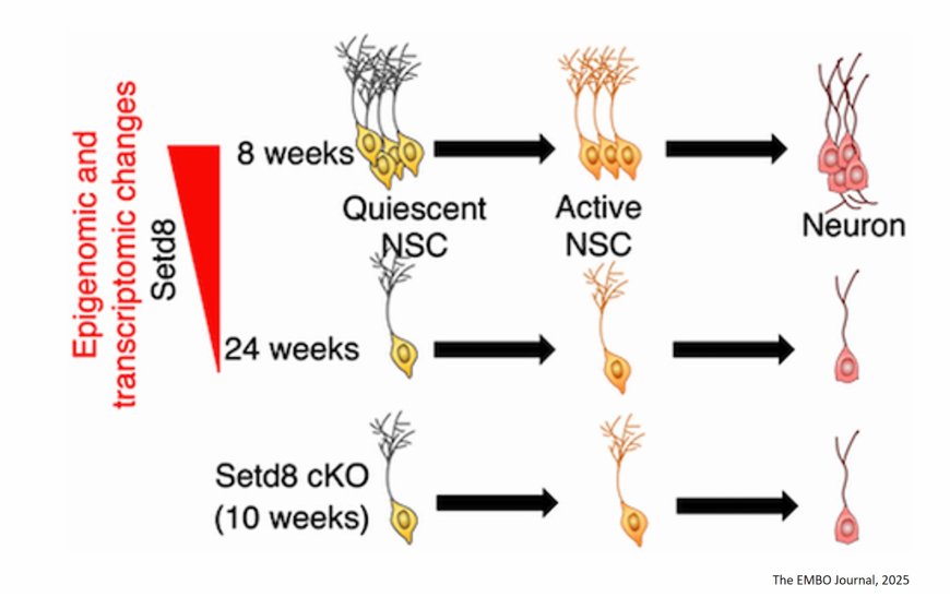 Epigenetic regulation of neural stem cell aging