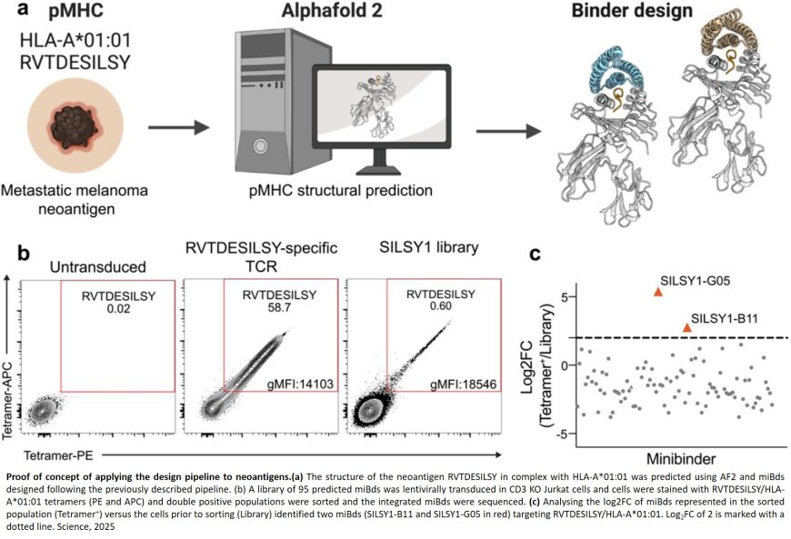 AI designed peptide-MHC binders expressed in T cells kill cancer cells