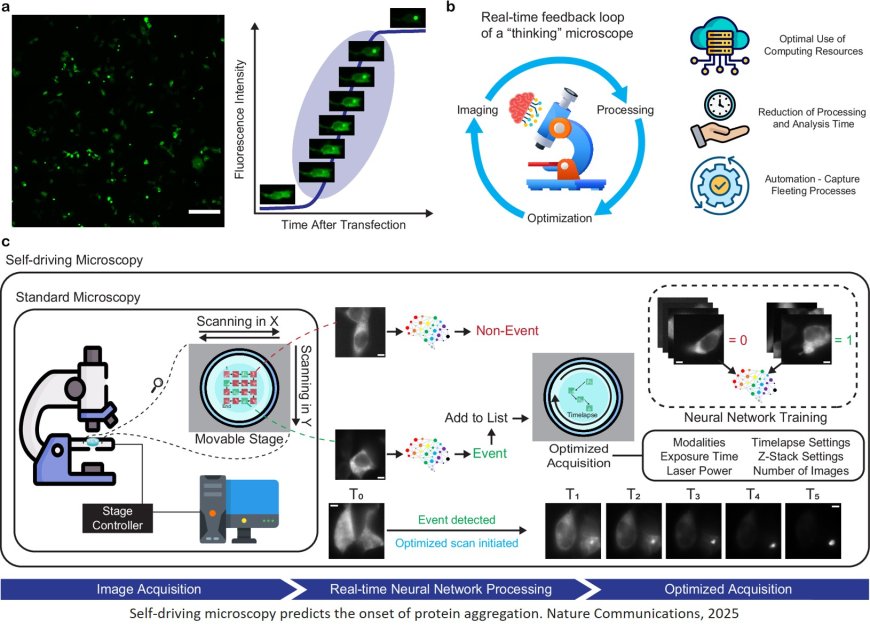 Smart microscope captures aggregation of misfolded proteins