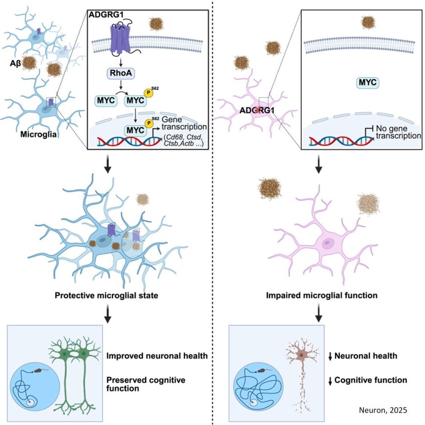 How microglia engulf and break down amyloid beta