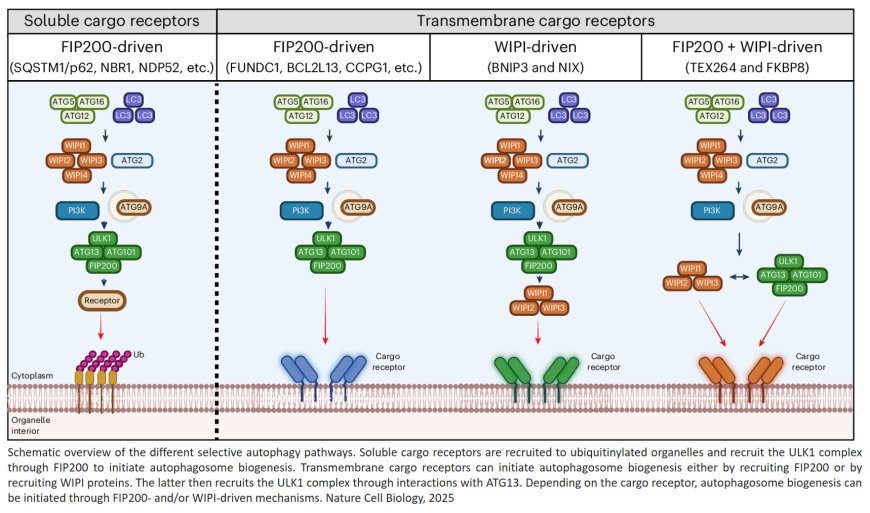 Flexibility of the autophagy machinery