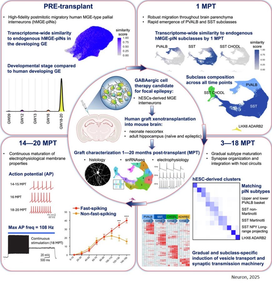 Human stem cell-derived GABAergic interneurons for epilepsy treatment
