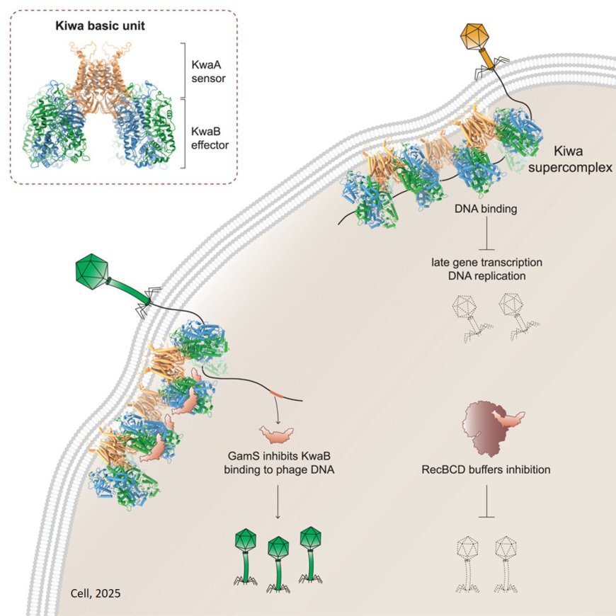 Kiwa is a membrane-embedded defense supercomplex activated at phage attachment sites
