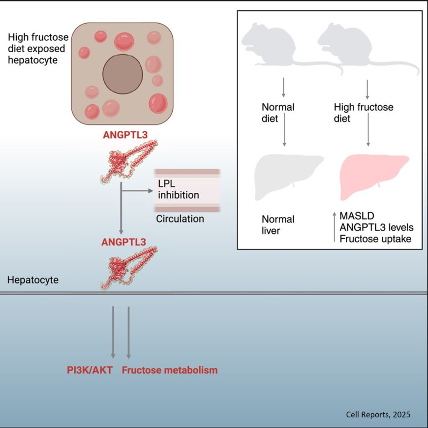 ANGPTL3 orchestrates hepatic fructose sensing and metabolism