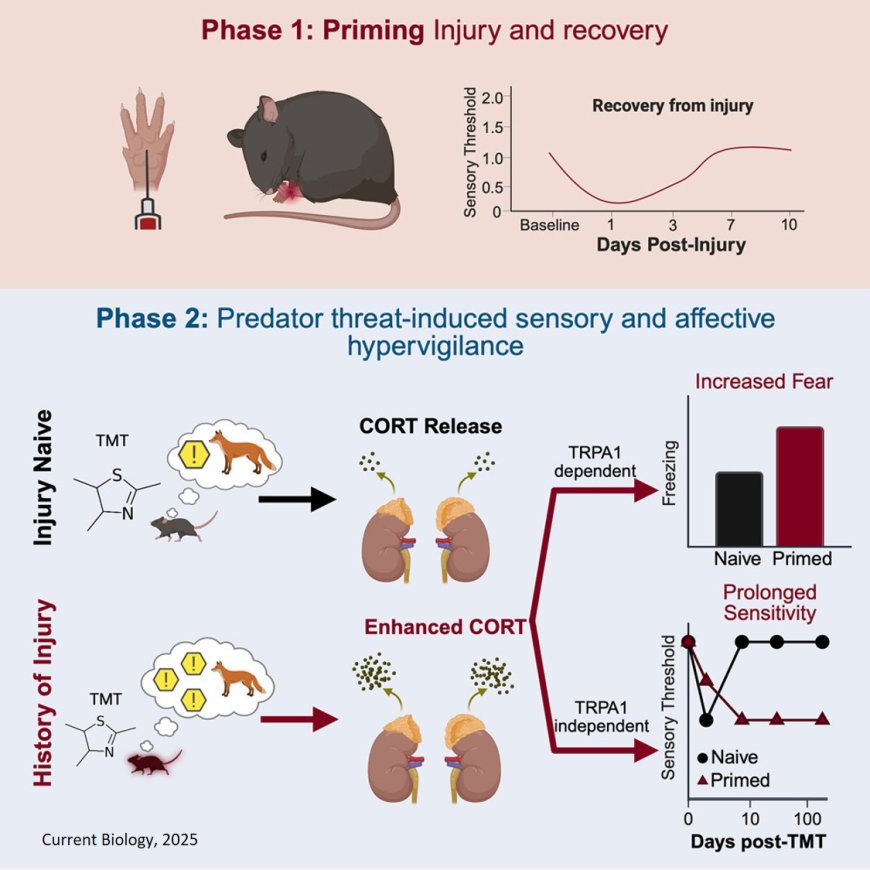 Past injuries can amplify fear and pain responses to stressful experiences