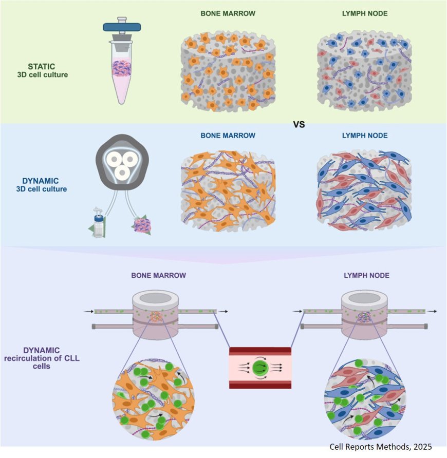 Dynamic stimulation promotes functional tissue-like organization of a 3D human lymphoid microenvironment model in vitro