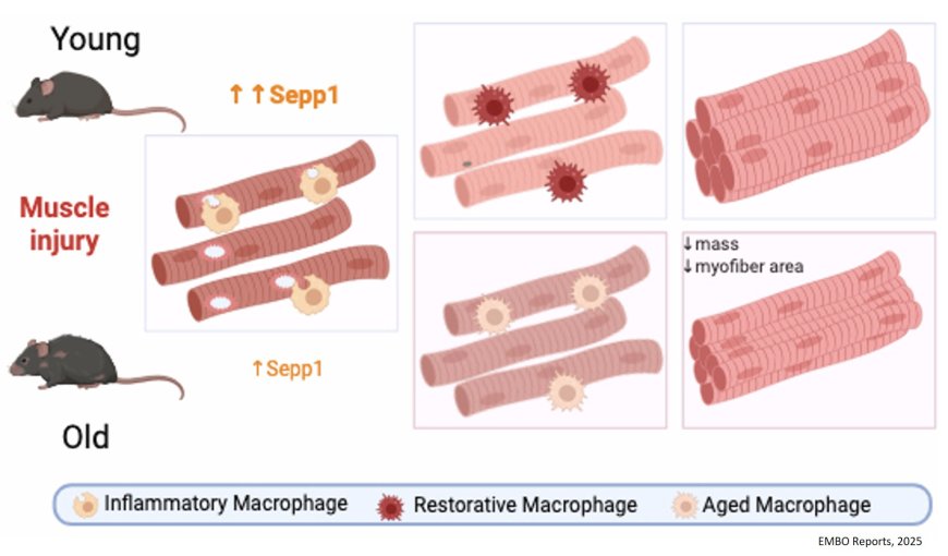 Immune aging impairs muscle regeneration via macrophage-derived anti-oxidant selenoprotein P