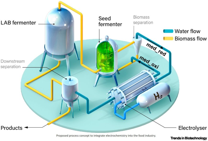 Electrifying food fermentations to promote sustainability