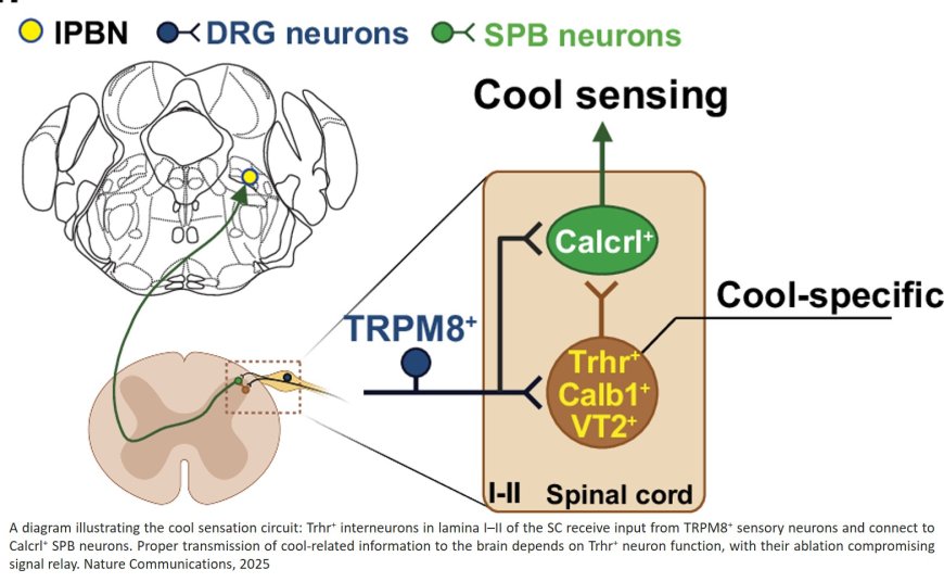 A dedicated skin-to-brain circuit for cool sensation in mice
