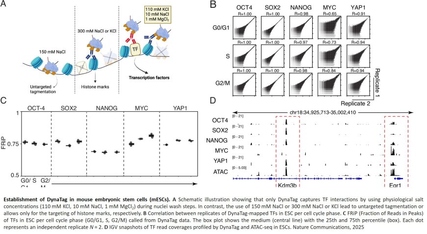DynaTag for efficient mapping of transcription factors in low-input samples and at single-cell resolution