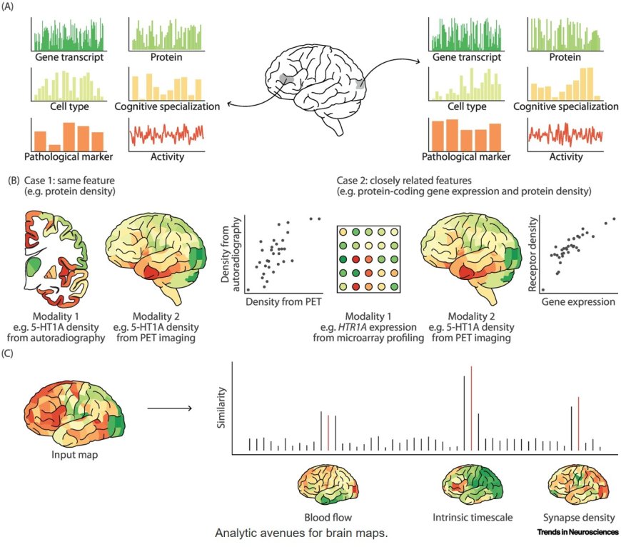 Integrating and interpreting brain maps