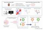 Human kidney organoids from stem cells
