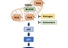 A keto diet might benefit females more than males