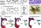 Evolutionary changes in the developing human intestine