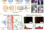 Cubosome-based method for loading mRNA into exosomes
