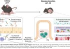 Breast milk maternal antibodies regulate early neonatal immune responses in mouse gut