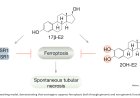 Estrogen inhibit ferroptosis and acute kidney injury