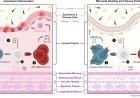 Gut neurons help the body fight inflammation