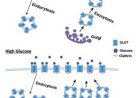 Glucose transporter dysregulation in type 2-diabetes