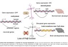 Neurodevelopmental disorders from loss of Polβ in developing neurons