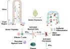 How cells in small intestine of people with coeliac disease communicate with one another