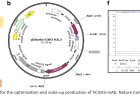 New monoclonal antibody targets deadly sepsis