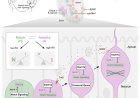 Progenitor neighborhood signaling in neurogenesis