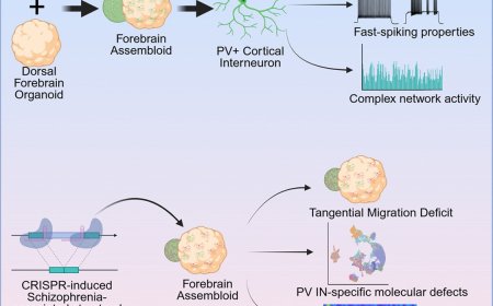 Forebrain assembloids to study schizophrenia-associated defects