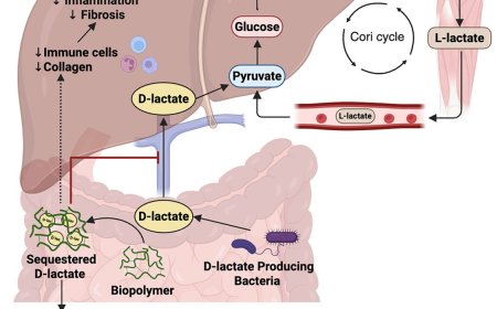 Trapping gut microbiota produced molecule to improve blood sugar levels