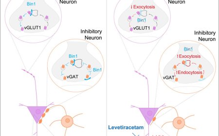Mechanism of action of Alzheimer’s genetic risk factor Bin1