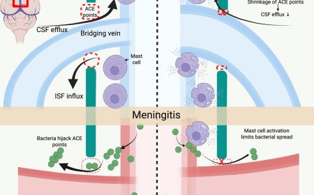 Mast cells’ role as gatekeepers against pathogens in brain