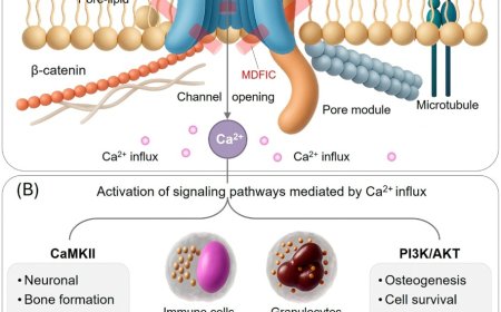 Structural pharmacology and mechano-transduction mechanisms of Piezo1