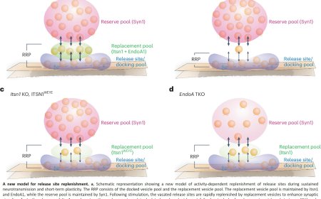 Protein condensate sequesters synaptic vesicles at the release site