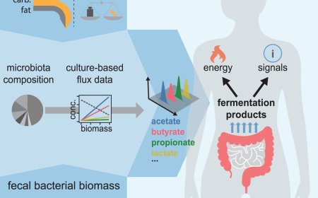 Quantifying molecules produced by gut microbiota and their influence to our body