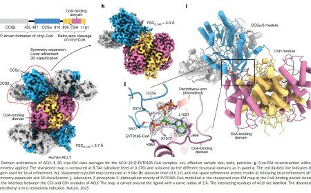 Targeting liver tumor metabolism rewires immune function and suppress cancer progression