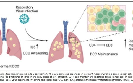 Respiratory viruses can wake up breast cancer cells in lungs