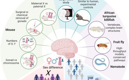 Strategies for studying sex differences in brain aging