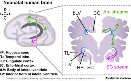 The production and functions of caudal ganglionic eminence-derived inhibitory neurons