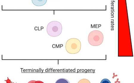 How protein stress influences longevity of blood stem cells